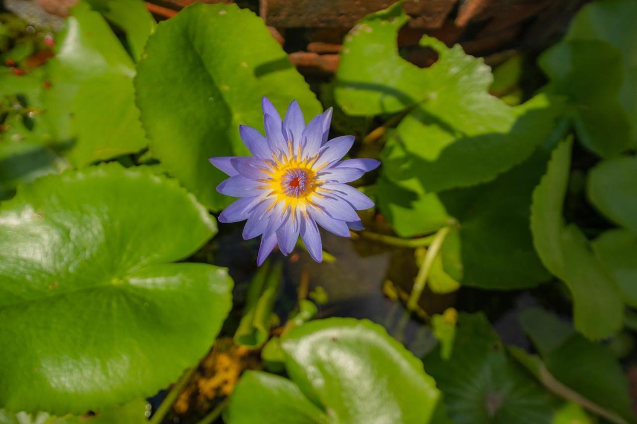 Strawberry Garden Homestay Hoi An Exterior foto